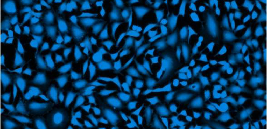 CytoPainter kits-know your subcellular structures CytoPainter kits-know your subcellular structures